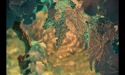 herxa_de_5